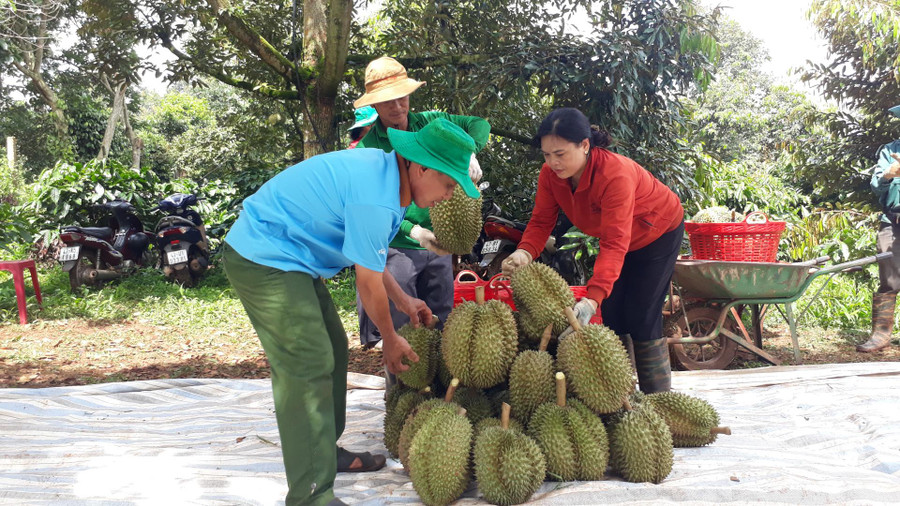 Thu hoạch sầu riêng tại HTX Dịch vụ nông nghiệp Tân Lập Đông (huyện Krông Búk).