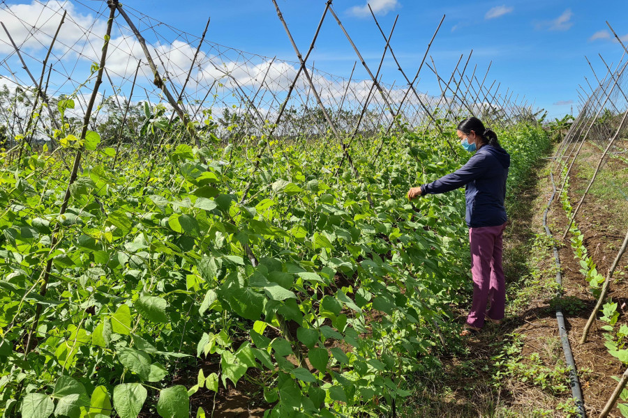 Vườn đậu cô ve và dưa leo của ông Phan Hoàng Hải (làng Ring Răng, xã Dun, huyện Chư Sê) cho thu nhập mỗi năm 120-150 triệu đồng. Ảnh: Ngọc Sang