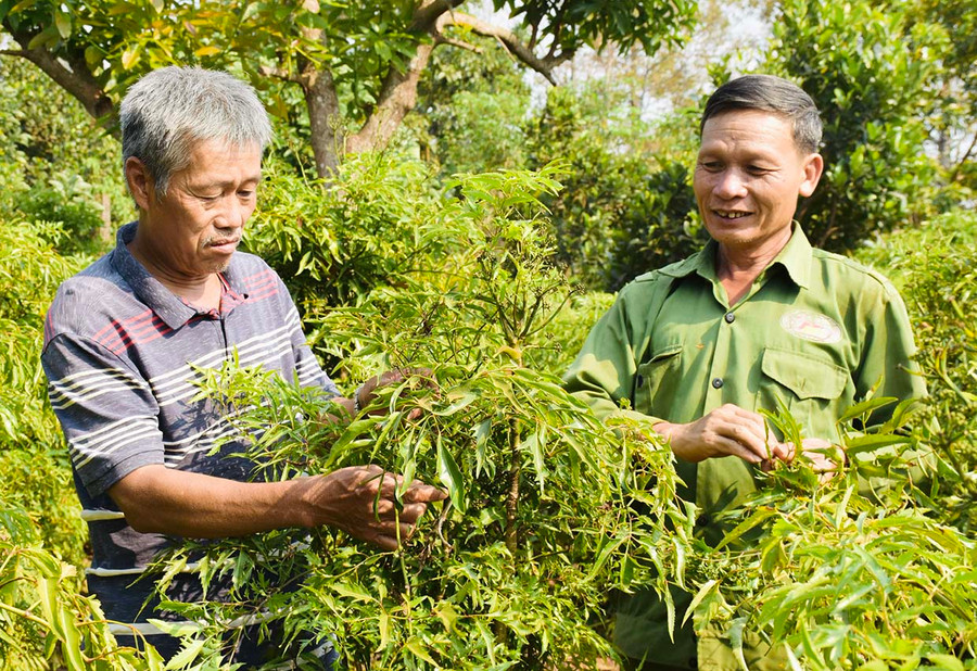 Ông Trịnh Quang Hải-Chủ tịch Hội đồng Quản trị HTX Nông nghiệp Thảo Nguyên (bìa trái) thường xuyên tham gia các lớp bồi dưỡng nâng cao kiến thức cho người đứng đầu HTX. Ảnh: Trần Dung Ông Trịnh Quang Hải-Chủ tịch Hội đồng Quản trị HTX Nông nghiệp Thảo Nguyên (bìa trái) thường xuyên tham gia các lớp bồi dưỡng nâng cao kiến thức cho người đứng đầu HTX. Ảnh: Trần Dung