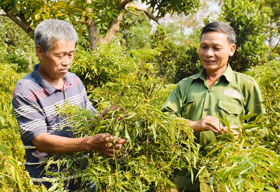 Ông Trịnh Quang Hải-Chủ tịch Hội đồng Quản trị HTX Nông nghiệp Thảo Nguyên (bìa trái) thường xuyên tham gia các lớp bồi dưỡng nâng cao kiến thức cho người đứng đầu HTX. Ảnh: Trần Dung