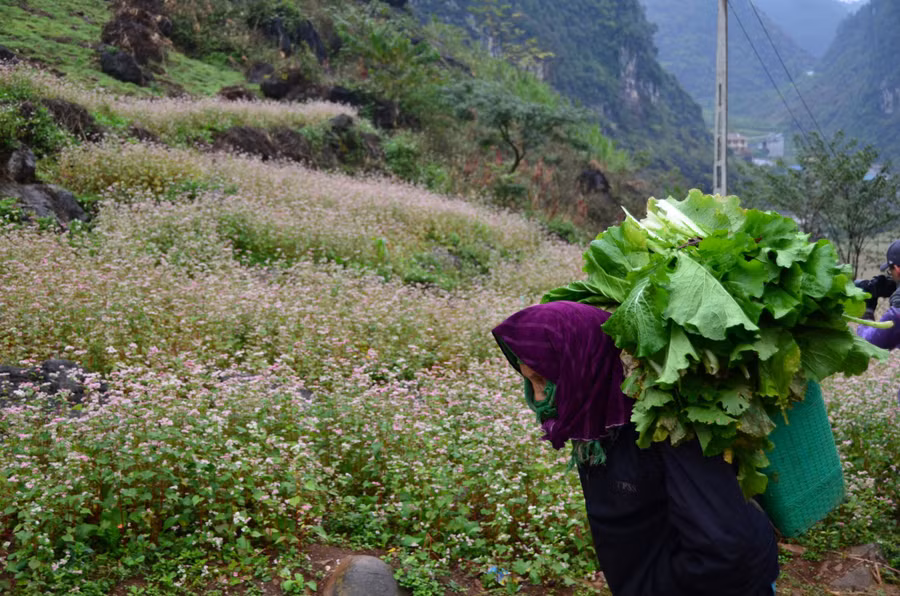 Cuộc sống người miền cao nguyên đá nay đã cải thiện thêm nhiều nhờ mùa hoa tam giác mạch