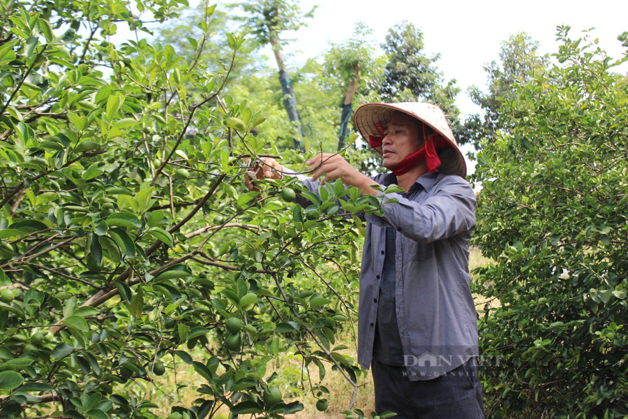 Tỷ phú nông dân Tống Văn Hướng đang chăm sóc vườn cây ăn trái đặc sản được trồng theo chuẩn VietGAP của mình tại xã Minh Hoà, huyện Dầu Tiếng, tỉnh Bình Dương. Ảnh: Nguyên Vỹ