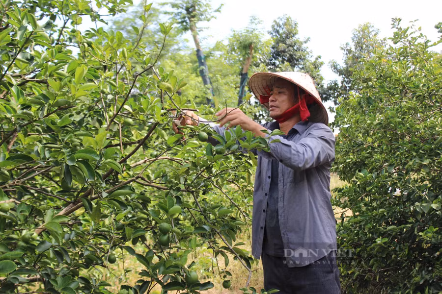 Tỷ phú nông dân Tống Văn Hướng đang chăm sóc vườn cây ăn trái đặc sản được trồng theo chuẩn VietGAP của mình tại xã Minh Hoà, huyện Dầu Tiếng, tỉnh Bình Dương. Ảnh: Nguyên Vỹ Tỷ phú nông dân Tống Văn Hướng đang chăm sóc vườn cây ăn trái đặc sản được trồng theo chuẩn VietGAP của mình tại xã Minh Hoà, huyện Dầu Tiếng, tỉnh Bình Dương. Ảnh: Nguyên Vỹ