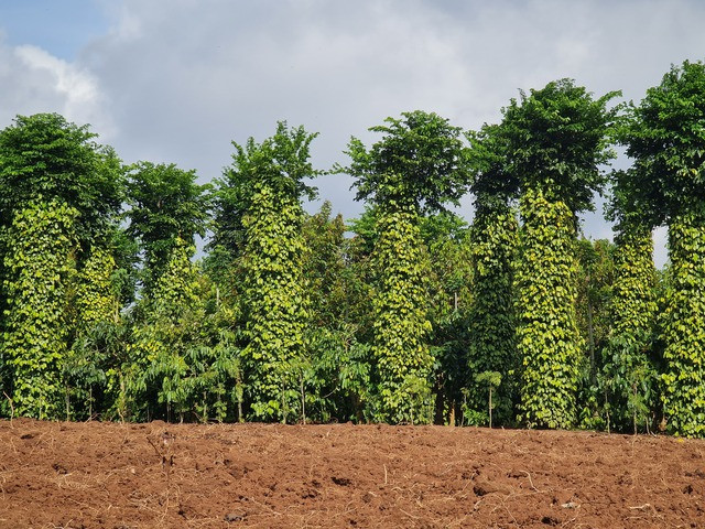 Tỉnh Đắk Nông có nhiều lợi thế phát triển nông nghiệp thu hút người dân di cư tự tự do đến phát triển kinh tế. Hiện nay Đắk Nông đứng đầu cả nước về sản lượng hồ tiêu, đạt gần 57 nghìn tấn/năm - Ảnh: VGP/Thế Phong Tỉnh Đắk Nông có nhiều lợi thế phát triển nông nghiệp thu hút người dân di cư tự tự do đến phát triển kinh tế. Hiện nay Đắk Nông đứng đầu cả nước về sản lượng hồ tiêu, đạt gần 57 nghìn tấn/năm - Ảnh: VGP/Thế Phong