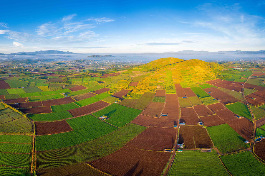 Nhìn từ trên cao, ngọn núi phủ một màu vàng rực rỡ, dưới chân núi là những ô ruộng xanh mướt xen lẫn với màu đất đỏ bazan đẹp mắt. Mùa này, hoa dã quỳ bung nở đã thu hút rất nhiều du khách gần xa tìm đến check-in. Ảnh: Bùi Văn Hải