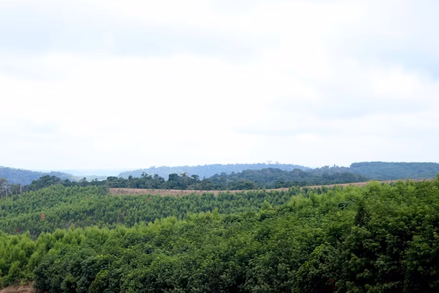 Việc trồng rừng thay thế đã giúp phục hồi, phủ xanh rừng nhiều nơi tại tỉnh Đắk Nông.