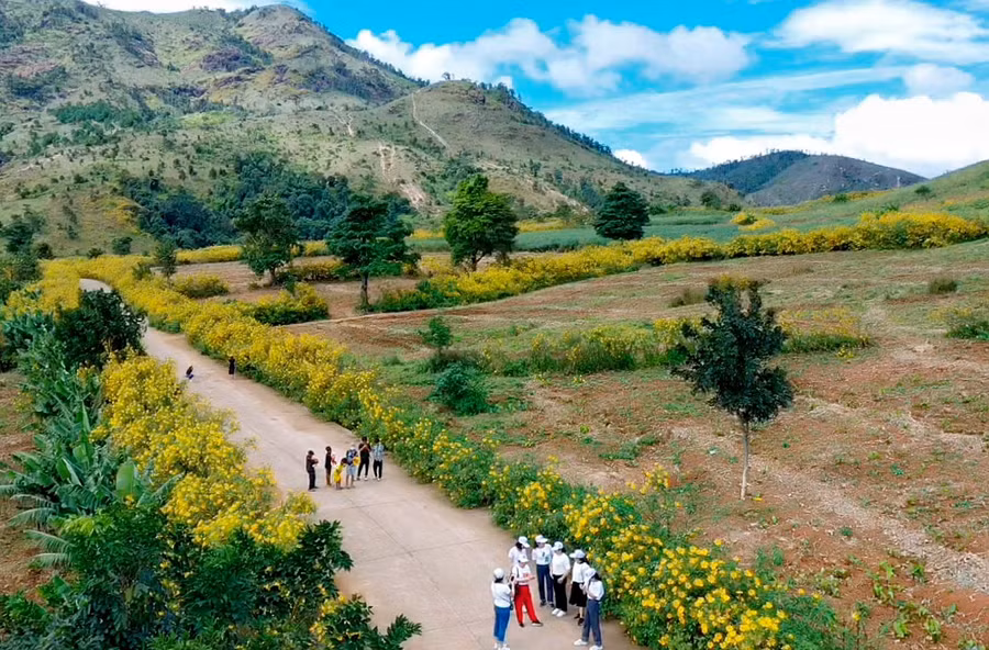 Những ngả đường dẫn đến núi lửa Chư Đang Ya phủ sắc dã uỳ vàng. Ảnh Đức Thuỵ