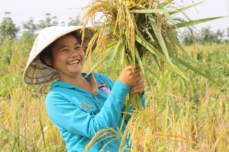 Nụ cười được mùa lúa của bà con vùng biên giới Đức Cơ. Ảnh: Quang Hồi