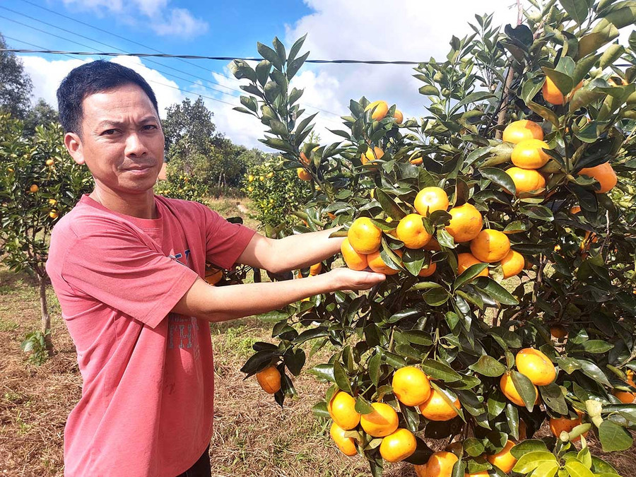 Vườn quýt hồng trĩu quả của gia đình anh Đặng Văn Biên (làng Điện Biên, xã Sơn Lang, huyện Kbang). Ảnh: Hoành Sơn  Vườn quýt hồng trĩu quả của gia đình anh Đặng Văn Biên. Ảnh: Hoành Sơn