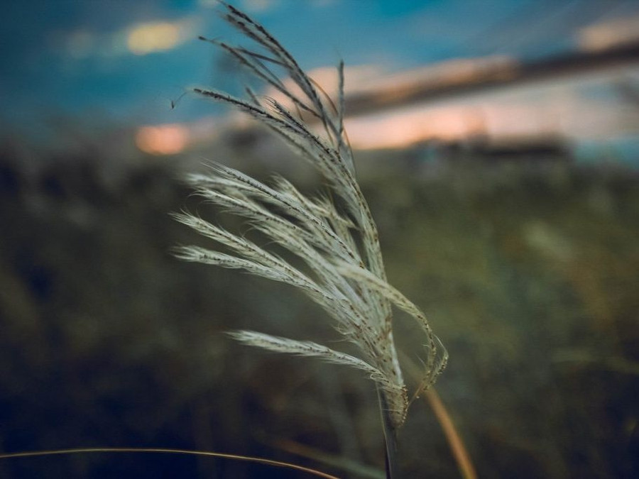  Bông cỏ lau trắng biểu hiện cho sức sống mãnh liệt giữa thiên nhiên và cuộc sống. Ảnh: Hữu Tú