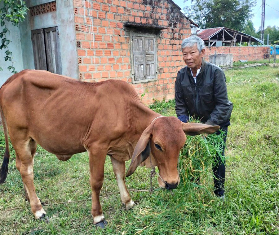 Nhờ sự hỗ trợ của chính quyền địa phương và CLB Kết nối yêu thương, gia đình ông Huỳnh Văn Bảy (tổ 3, phường Ngô Mây) đã tạo được sinh kế để vươn lên ổn định cuộc sống. Ảnh: Mộc Trà  Nhờ sự hỗ trợ của chính quyền địa phương và CLB _Kết nối yêu thương_, gia đình ông Huỳnh Văn Bảy (tổ 3, phường Ngô Mây) đã tạo được sinh kế để vươn lên ổn định cuộc sống. Ảnh: Mộc Trà