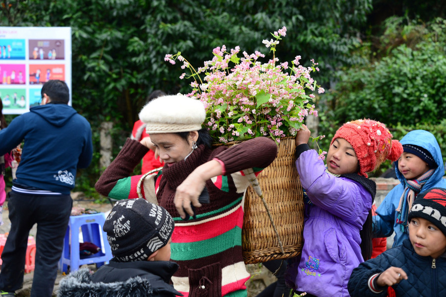 Du khách chụp ảnh cùng hoa tam giác mạch trước dinh thự họ Vương ở cao nguyên đá Đồng Văn