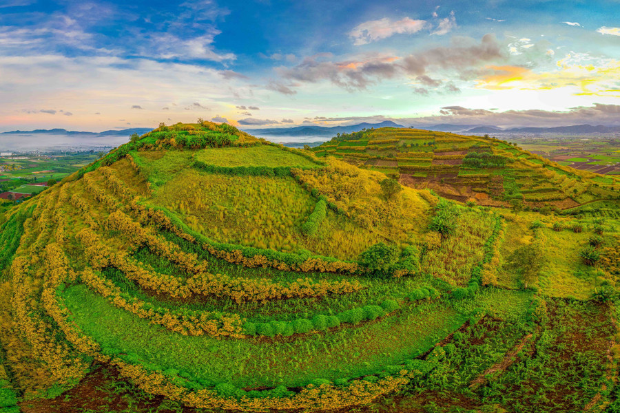 Hoa dã quỳ mọc ven bờ của những thửa rẫy ngô khoai. Khi lên đến đỉnh núi, ngoài ngắm nhìn sắc vàng của hoa dã quỳ, du khách còn được hòa mình cùng sắc hồng của cỏ đuôi chồn, sắc xanh của hoa màu được người dân vun trồng, chăm sóc. Ảnh: Bùi Văn Hải