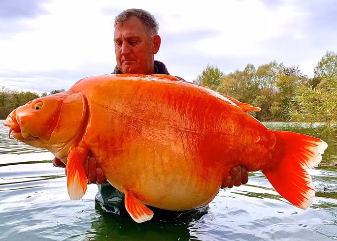  Phải mất 25 phút ông Andy Hackett mới đánh bại được con cá vàng nặng gần 32 kg. Ảnh: Facebook