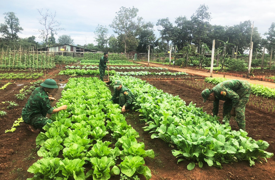 Cán bộ, chiến sĩ Tiểu đoàn Huấn luyện-Cơ động chăm sóc vườn rau xanh của đơn vị. Ảnh: Thiên Thanh Cán bộ, chiến sĩ Tiểu đoàn Huấn luyện-Cơ động chăm sóc vườn rau xanh của đơn vị. Ảnh: Thiên Thanh