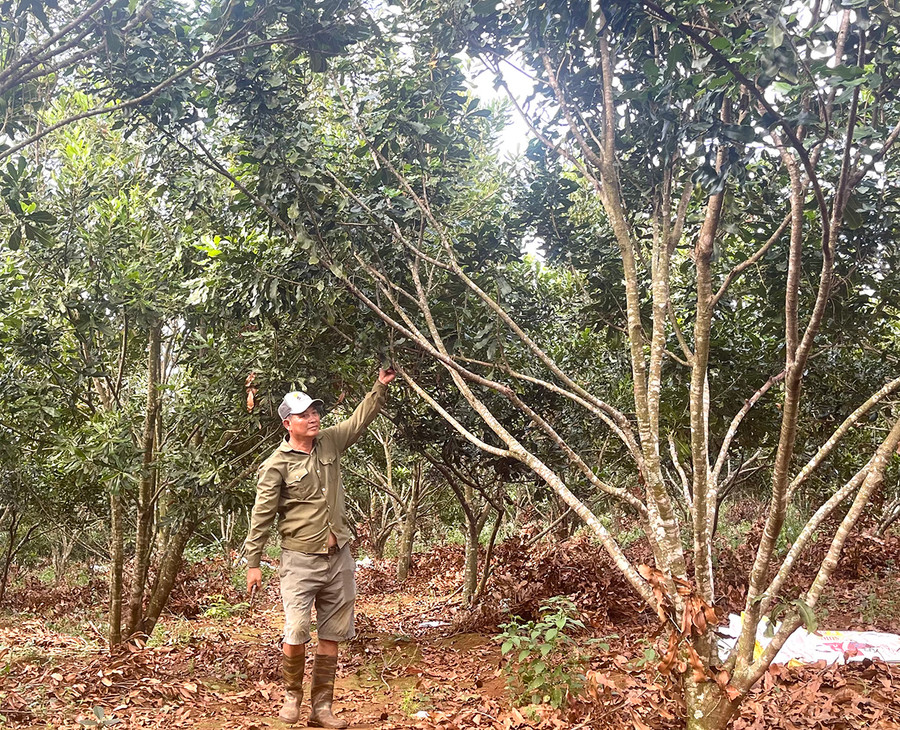 Ông Ngô Mạnh Trường (thôn 1, xã Hải Yang) thu nhập trên 1 tỷ đồng/năm từ 5 ha mắc ca. Ảnh: Minh Phương  Mỗi năm, ông Ngô Mạnh Trường-thôn 1, xã Hải Yang thu nhập từ 5 ha trồng mắc ca trên 1 tỷ đồng. Ảnh: Minh Phương