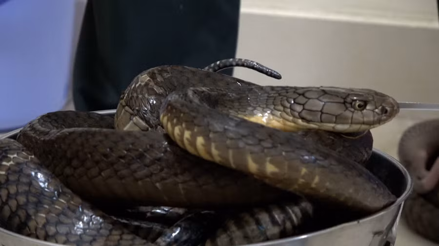 Rắn hổ mang chúa được phát hiện đã chết, bốc mùi hôi thối. Ảnh: CA