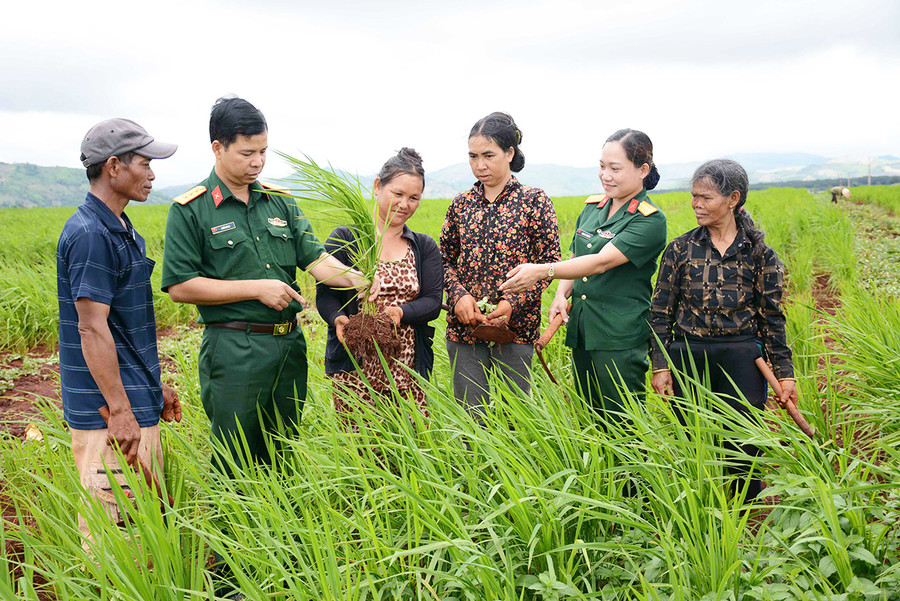 Cán bộ Binh đoàn 15 dướng dẫn bà con trồng lúa xen canh. Ảnh: Quang Hồi