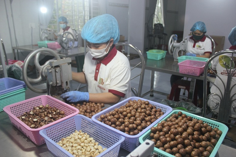 Bóc tách vỏ hạt mắc ca tại Công ty CP Damaca Nguyên Phương TRUNG CHUYÊN