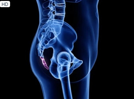 Tất cả trẻ sơ sinh đều có đuôi khi còn trong bụng mẹ và hầu hết được thu lại tạo thành xương cụt. Ảnh: Shutterstock Tất cả trẻ sơ sinh đều có đuôi khi còn trong bụng mẹ và hầu hết được thu lại tạo thành xương cụt. Ảnh: Shutterstock