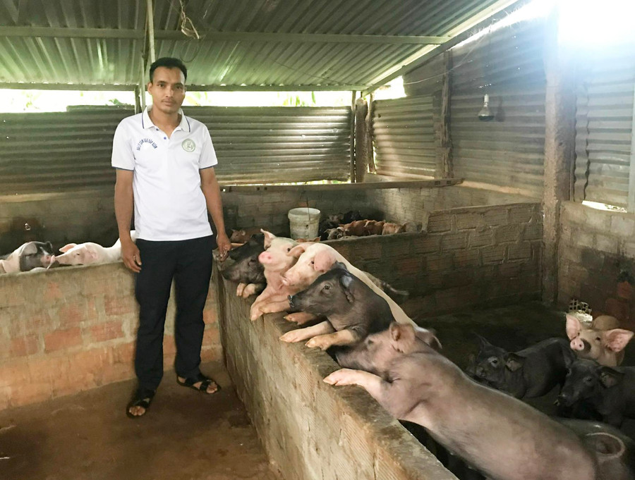 Giá heo hơi xuống thấp khiến người chăn nuôi không khỏi lo lắng. Ảnh: Nguyễn Diệp