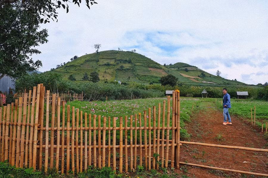 Vườn hoa cánh bướm trên đường vào nhà rông làng Gri-một điểm để checkin cho du khách khi đến lễ hội hoa dã quỳ-núi lửa Chư Đang Ya 2022. Ảnh: Minh Châu