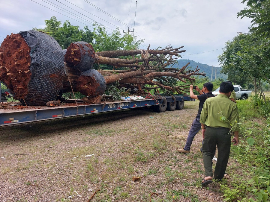 Xe chở 5 cây cổ thụ bị phạt vì quá khổ vượt giới hạn của cầu, đường khi lưu thông. Ảnh: Lê Anh