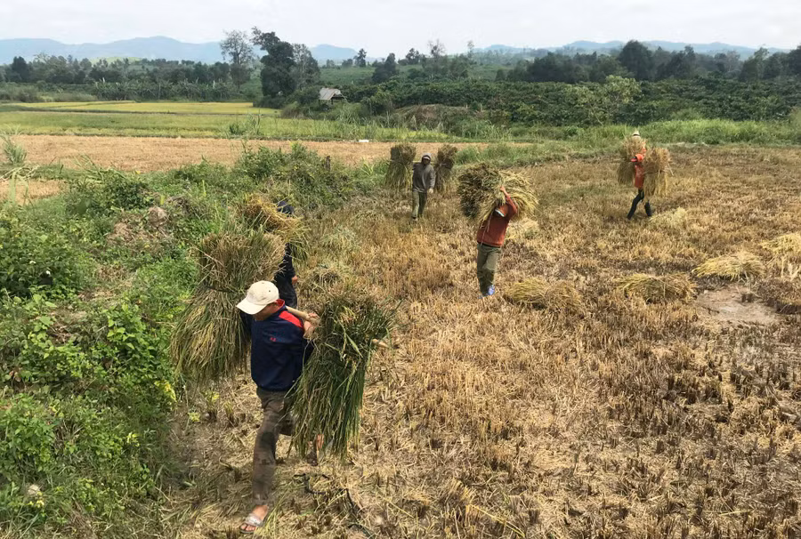 Người dân xã Đak Sơ Mei thu hoạch lúa tại cánh đồng một giống ĐT100. Ảnh: Nguyễn Diệp