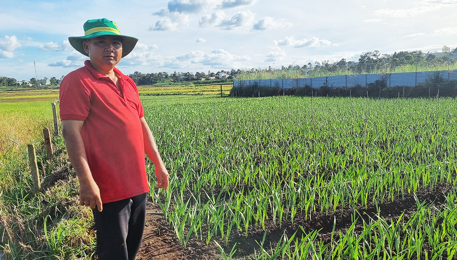 Anh Mai Xuân Thương (thôn 1, xã Trà Đa, TP. Pleiku) trồng 4 sào hoa lay ơn để bán Tết. Ảnh: Hà Phương