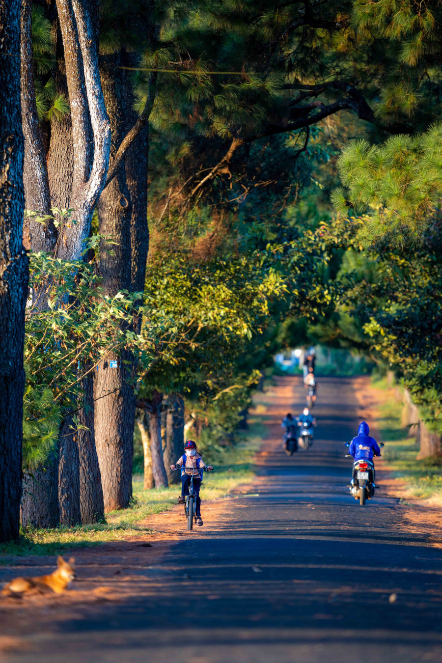 Dù chỉ dài khoảng 800m, nhưng con đường thông vẫn có những đoạn dốc nhỏ, khiến cho khung cảnh nơi này ấn tượng hơn. Ảnh: Bùi Văn Hải