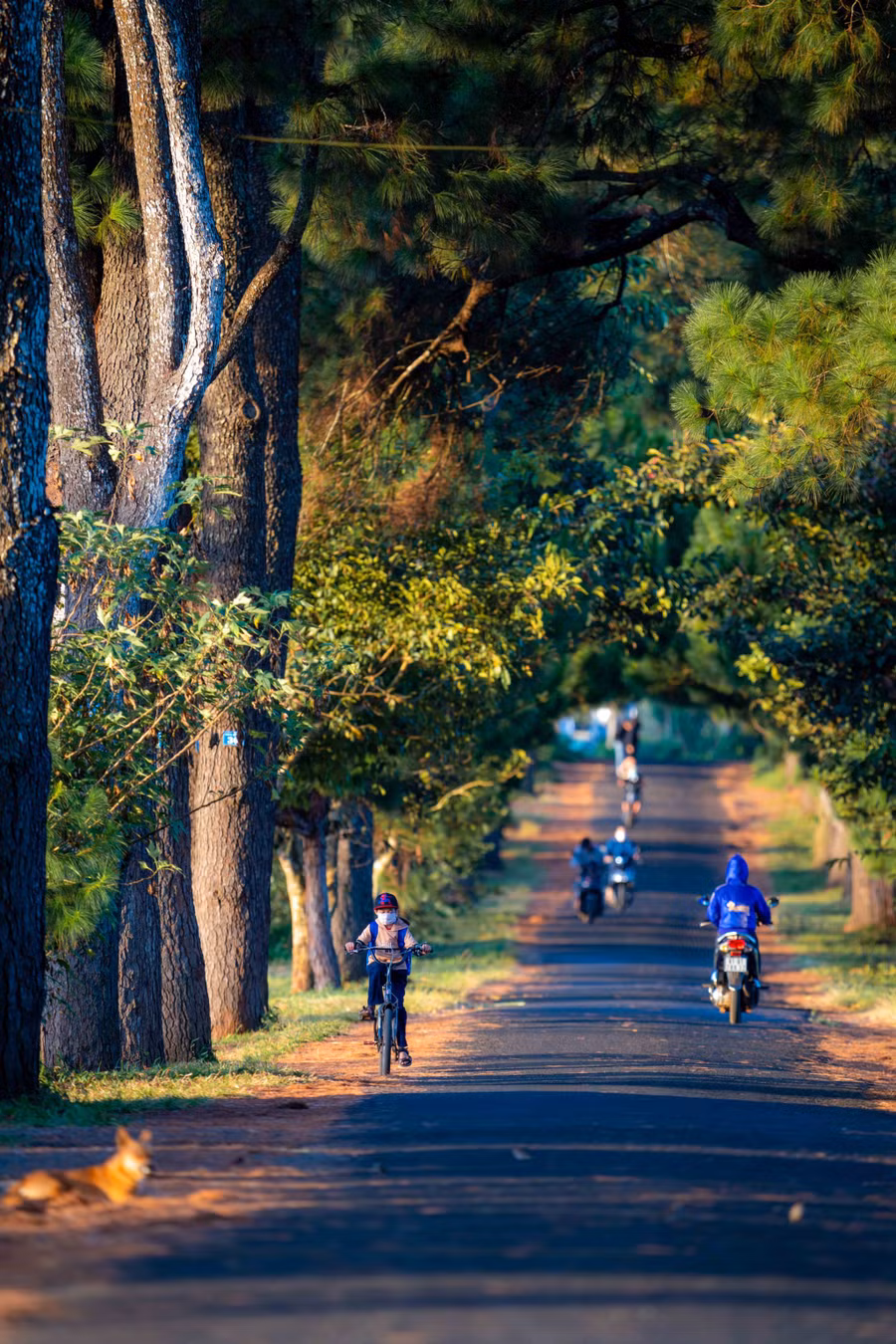 Dù chỉ dài khoảng 800m, nhưng con đường thông vẫn có những đoạn dốc nhỏ, khiến cho khung cảnh nơi này ấn tượng hơn. Ảnh: Bùi Văn Hải