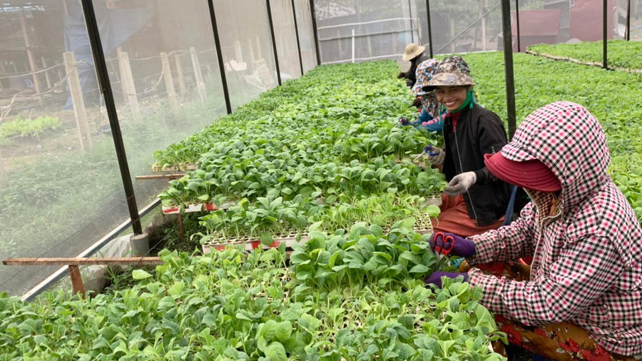 Người dân xã Ia Ma Rơn áp dụng khoa học kỹ thuật trong gieo giống cây thuốc lá. Ảnh: Nguyên Hương