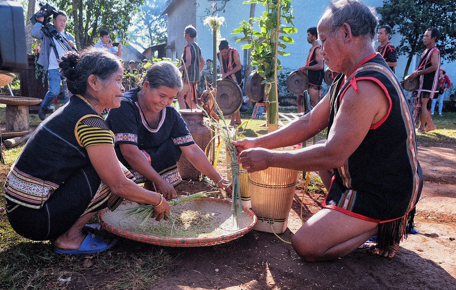 Tuốt những bông lúa mới bằng tay để cúng yàng 