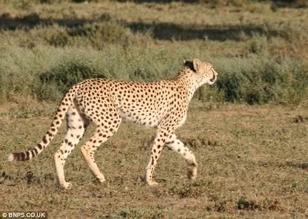 Con báo bỏ đi trong sự bẽ bàng.