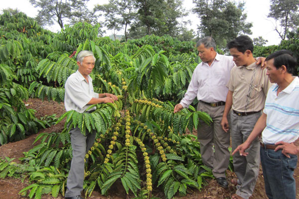 Cây cà phê được xem là cây trồng chủ lực để Ia Bă phát triển kinh tế. Ảnh: Mạnh Phàn