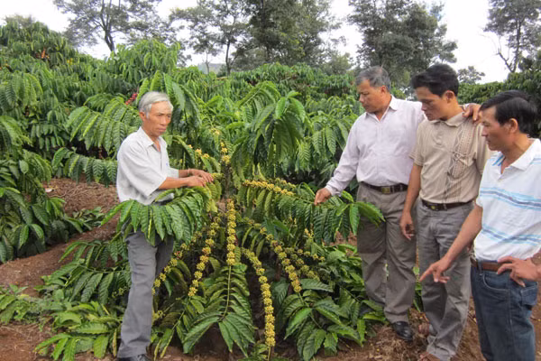 Cây cà phê được xem là cây trồng chủ lực để Ia Bă phát triển kinh tế. Ảnh: Mạnh Phàn