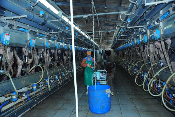 Dây chuyền trung tâm vắt sữa hiện đại. Ảnh: HÀ Ngọc Chính