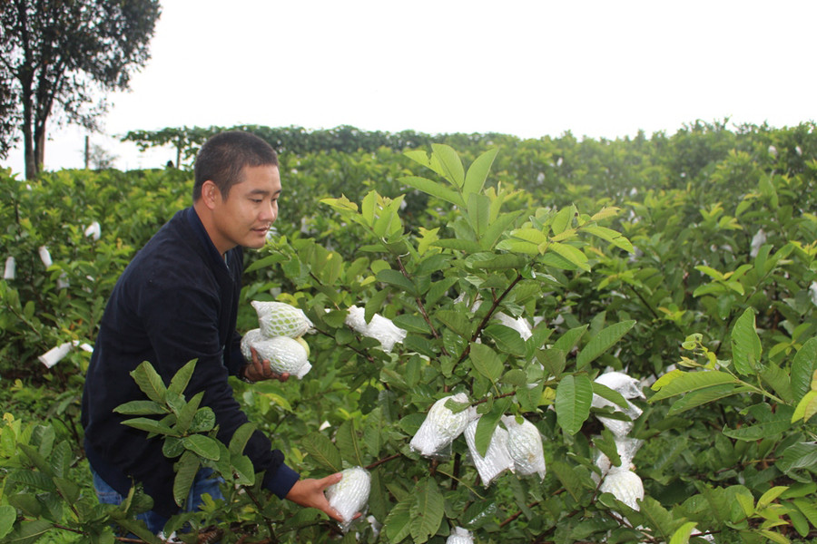  Anh Đặng Đình Giáp chăm sóc vườn ổi Đài Loan của gia đình. Ảnh: P.L
