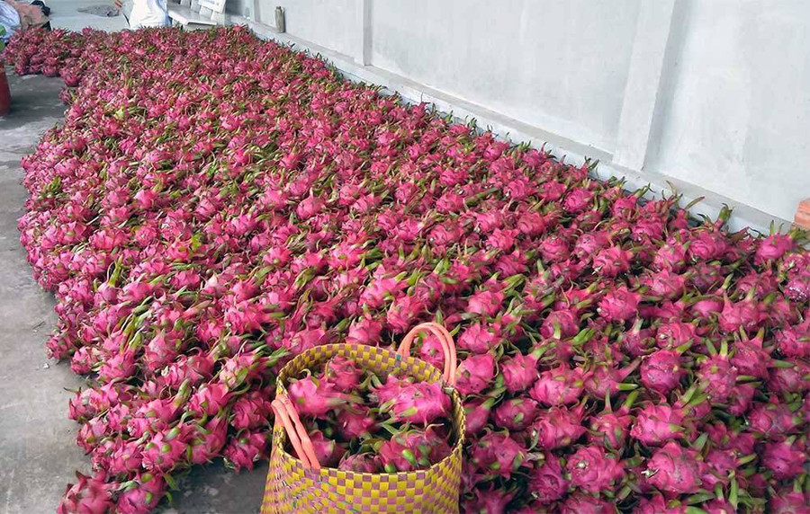 Nông dân Bình Thuận ngao ngán bên thanh long ế tấp đống.