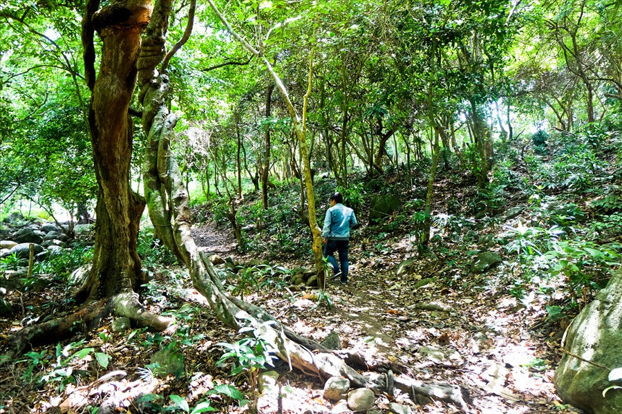  Để đến được nơi này, những du khách ưa thích khám phá di chuyển từ đường Hoàng Sa lên Sơn Trà, sau đó rẽ phải theo đường dẫn xuống cây đa di sản - Một cây đa nổi tiếng khác trên bán đảo Sơn Trà. Đến đây, du khách sẽ đi bộ len lỏi dưới tán cây rừng, qua những con suối, những mỏm đá nhấp nhô sẽ dẫn du khách đến với cây đa con nai.