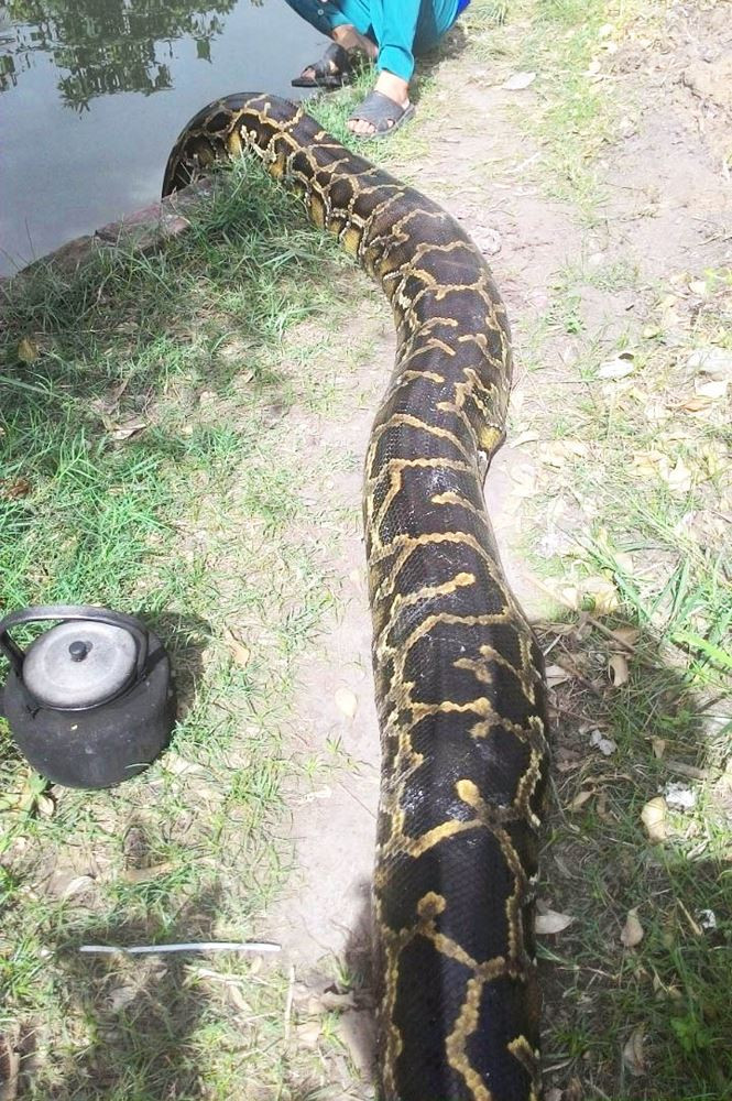 Mỗi lần tắm, trăn cái quẫy lộn khoảng 20 phút, rồi tự giác bò trở lại chuồng 