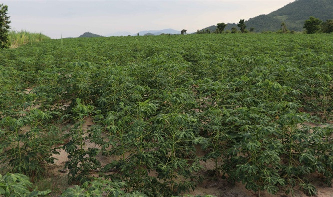 Toàn bộ 3ha sắn của gia đình ông Quang bị nhiễm bệnh nặng