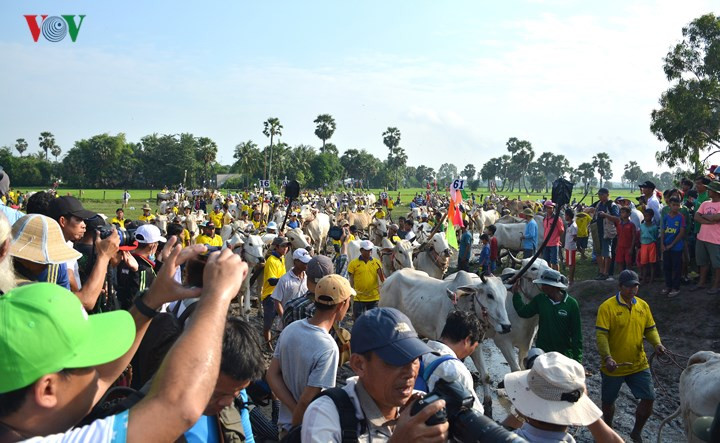 Từ xa xưa, người Khmer An Giang đã sống theo phum sóc, hầu hết đều làm ruộng và làm rẫy, dùng bò để cày kéo, nên bò được người dân chăm sóc rất cẩn thận.