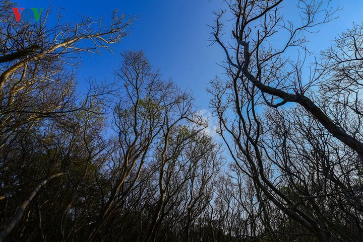 Cách trung tâm TP. Huế khoảng 15 km đi theo Quốc lộ 49 rẽ trái qua đập Thảo Long, TX Hương Trà, mất khoảng hơn 30 phút chúng tôi mới đến được rừng Rú Chá. Đây là một trong những khu rừng ngập mặn nguyên sinh quý hiếm còn lại trên phá Tam Giang.