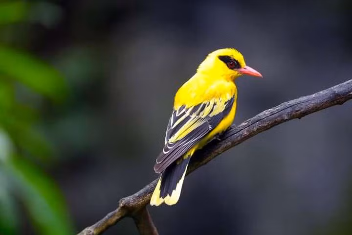 Vàng anh châu Phi: Loài chim có bộ lông tuyệt đẹp này được biết đến bởi tiếng hót đặc biệt và thường xuất hiện tại các khu vực phía nam sa mạc Sahara ở châu Phi.