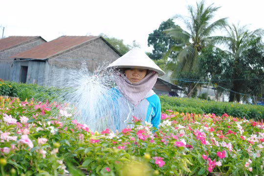  Nhà vườn trồng hoa kiểng quanh năm để làm du dịch