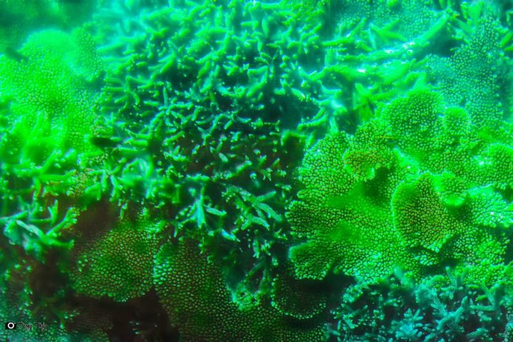 Đây là một trong những địa điểm ngắm san hô đẹp nhất tại nước ta.