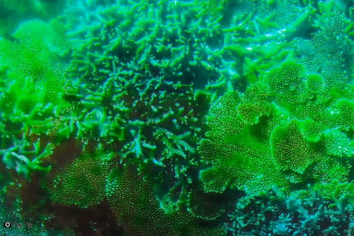 Đây là một trong những địa điểm ngắm san hô đẹp nhất tại nước ta.