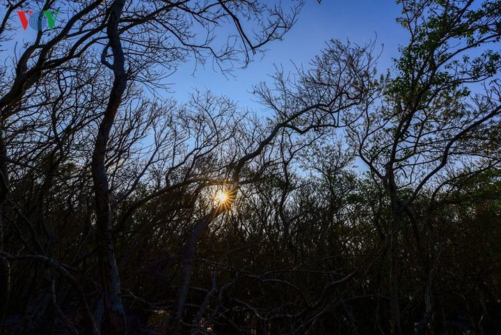  Cái tên Rú Chá là do người dân địa phương gọi từ đời này qua đời khác. Bởi vì cây Chá được mọc tự nhiên dày đặc chiếm hơn 90%, với diện tích trên 5 ha tạo thành một khu rừng vô cùng bí ẩn và hoang sơ, nằm án ngữ che chắn cho đất liền trước gió biển Thuận An.