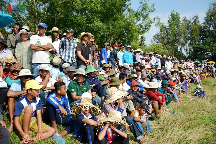  Lễ Hội đua bò Bảy Núi lần thứ 25 được tổ chức tại huyện Tịnh Biên. 